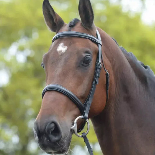 Kincade Raised Caveson Bridle